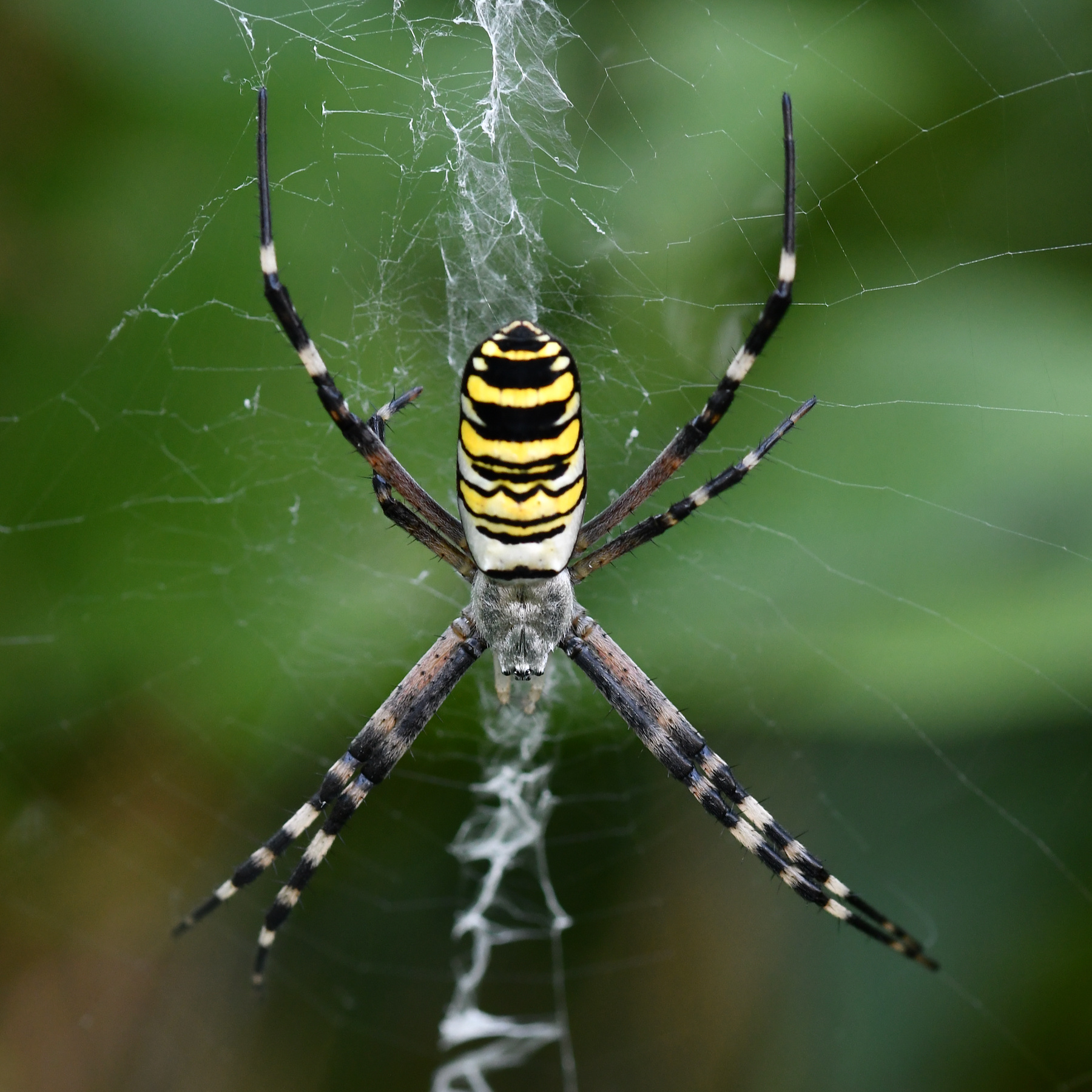 Argiope bruennichi