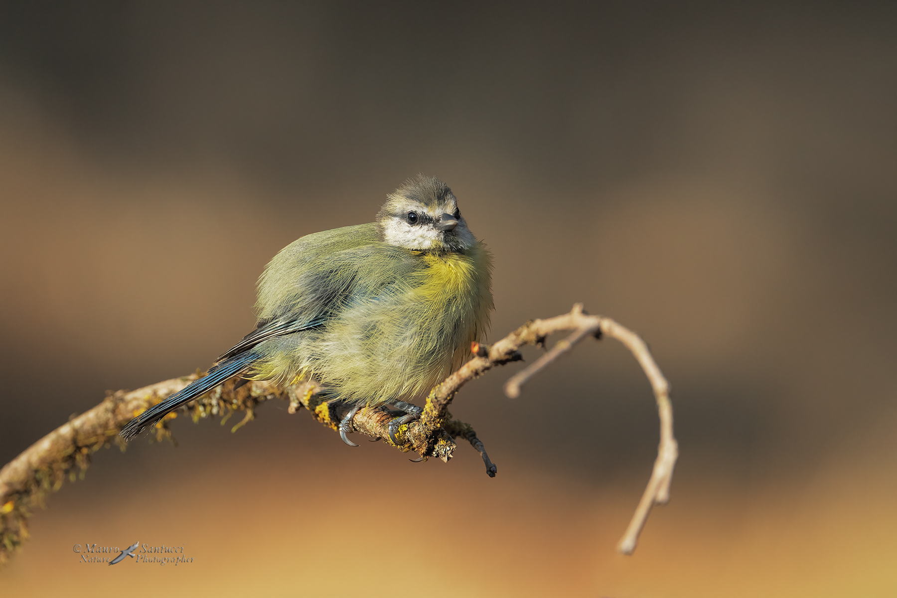 La-giovane-Cinciarella_DSC00929_