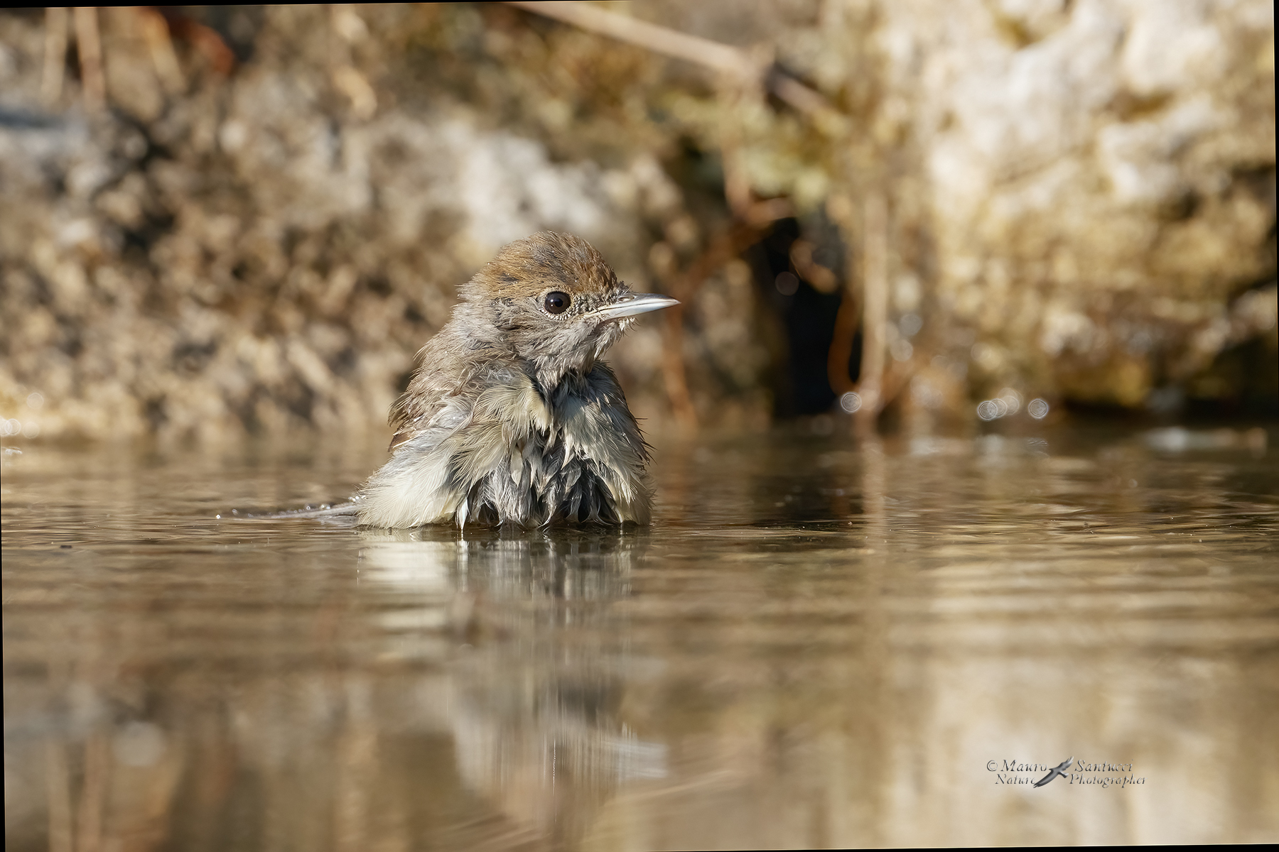 Capinera-femmina-al-bagno_DSC00920_