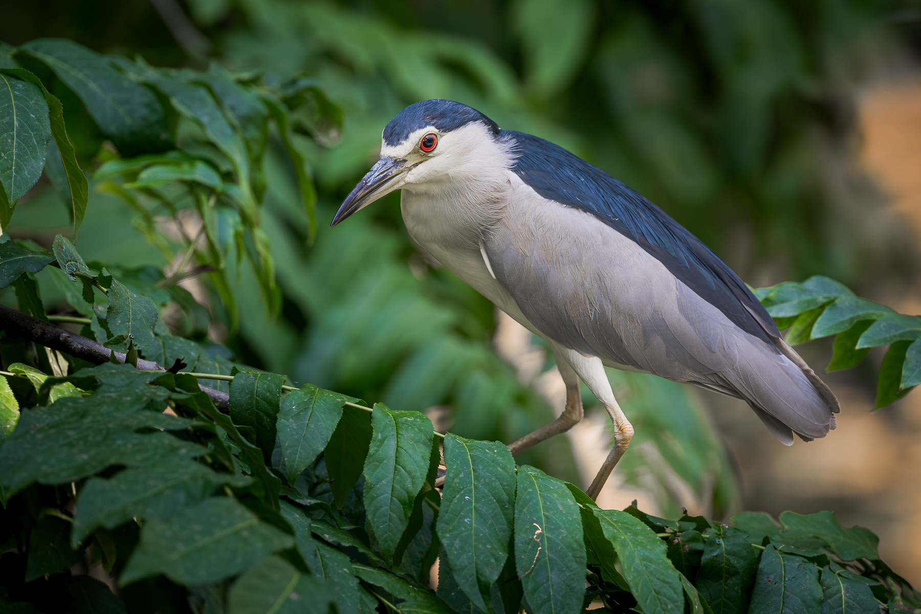 nitticora