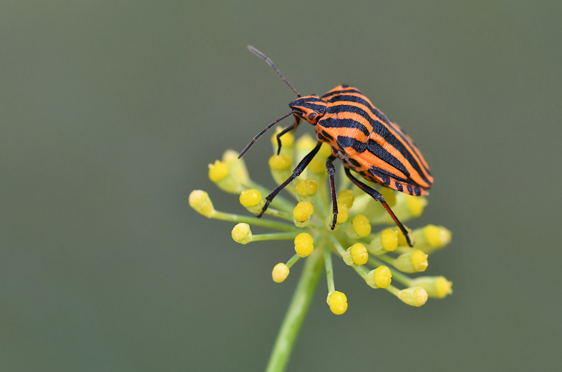 Graphosoma lineatus su fiore di finocchietto
