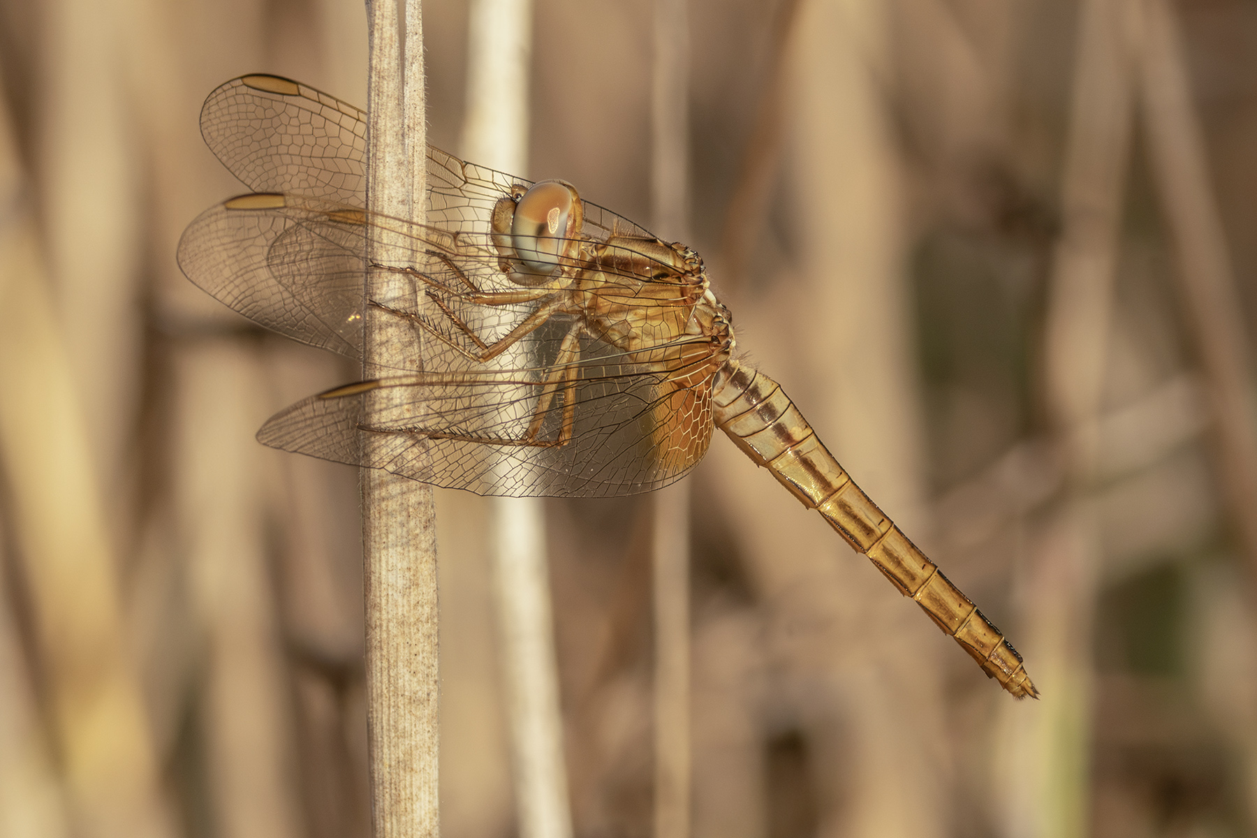 Macro_LagoCanterno_Ago2026_3