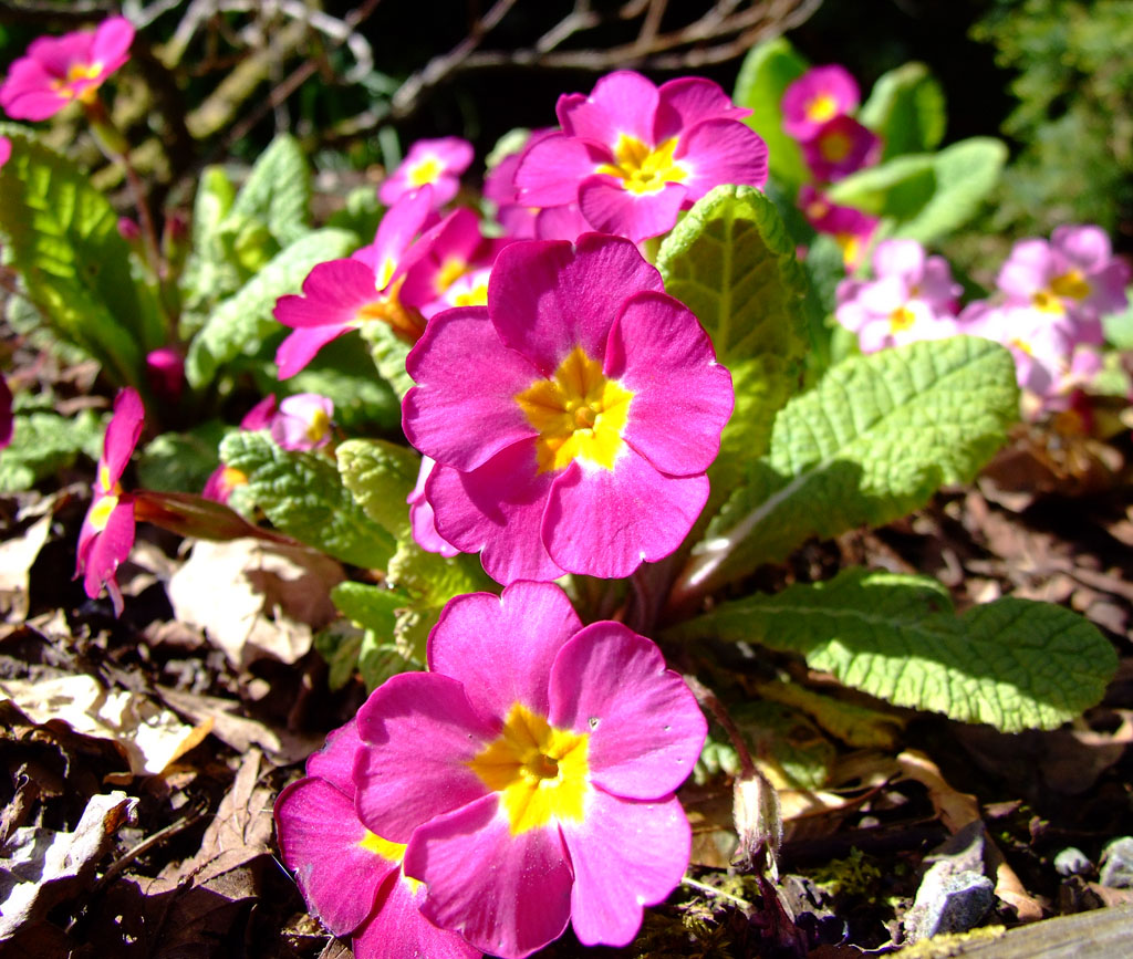 Flower 3