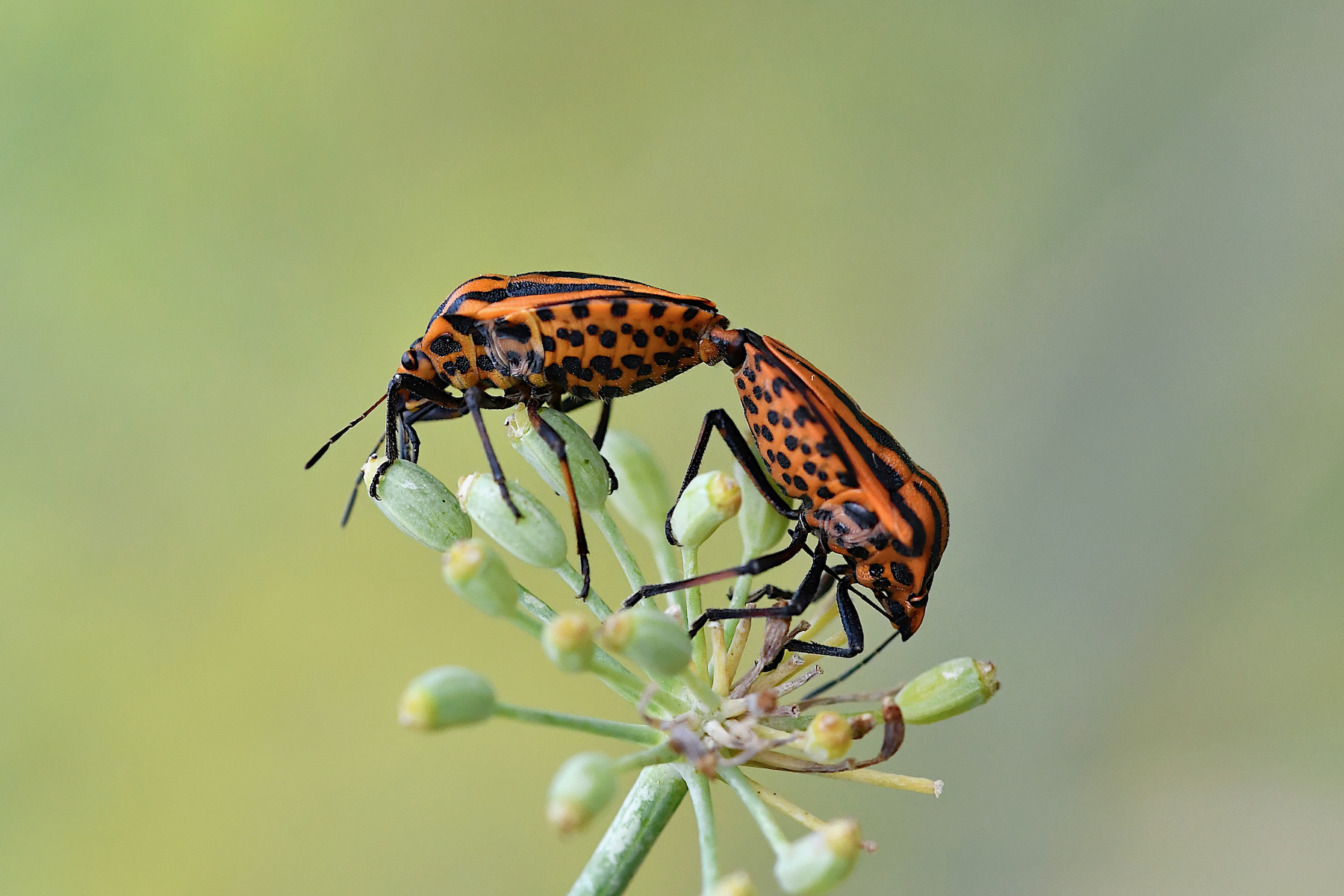 Graphosoma lineatus in accoppiamento