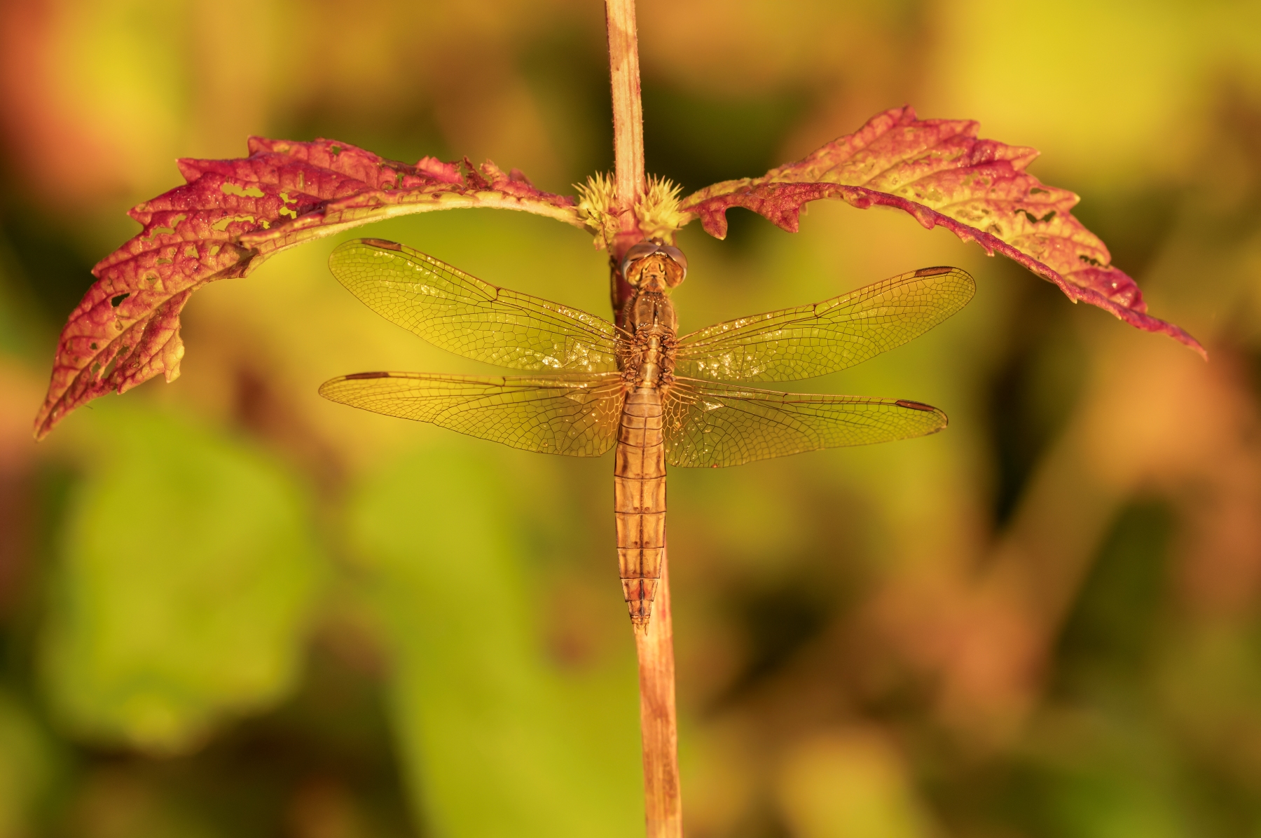 Macro_LagoCanterno_Ago2026_5