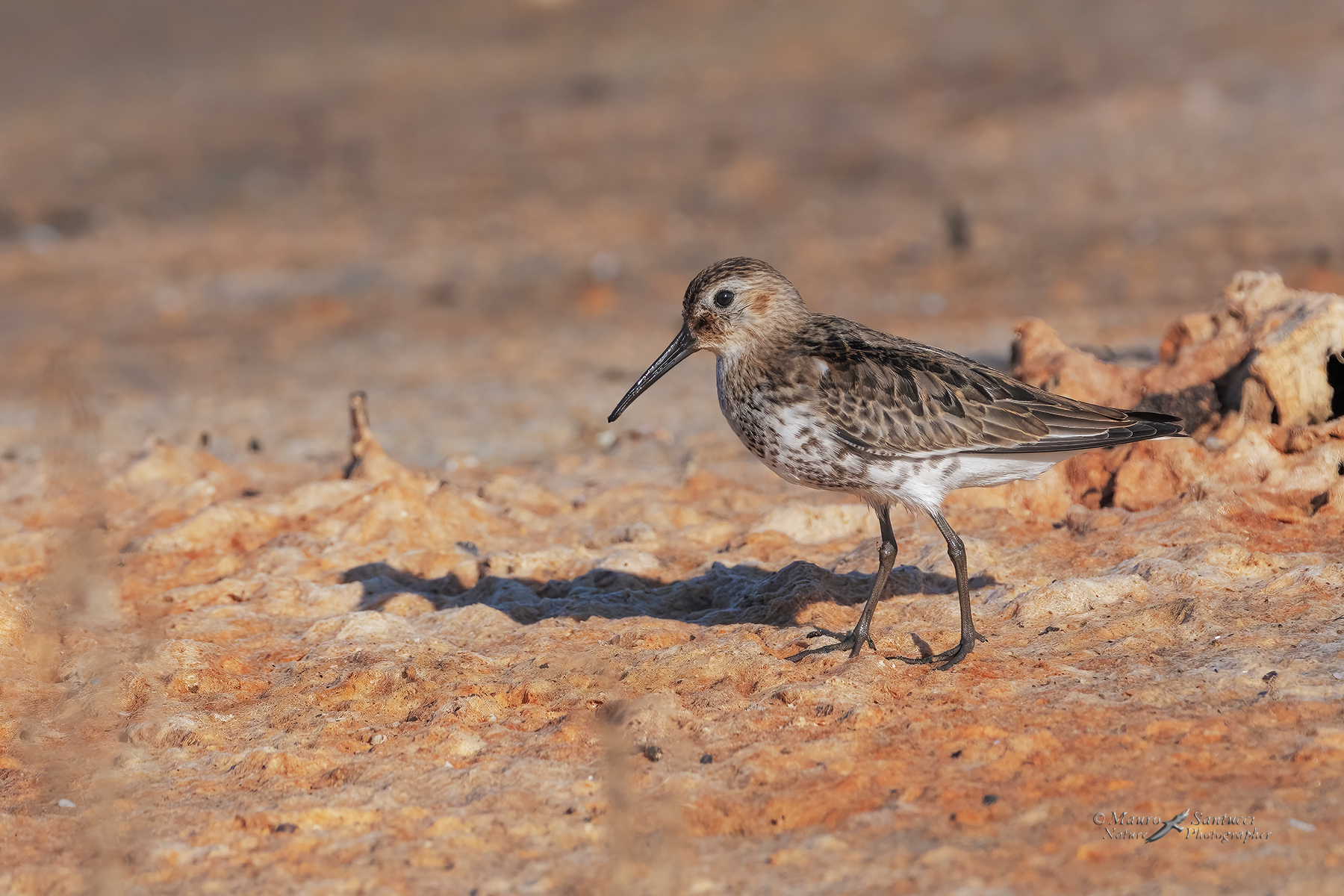 Piovanello-pancianera_Calidris-alpina_DSC02896