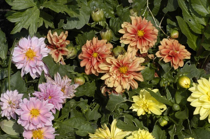 fiori