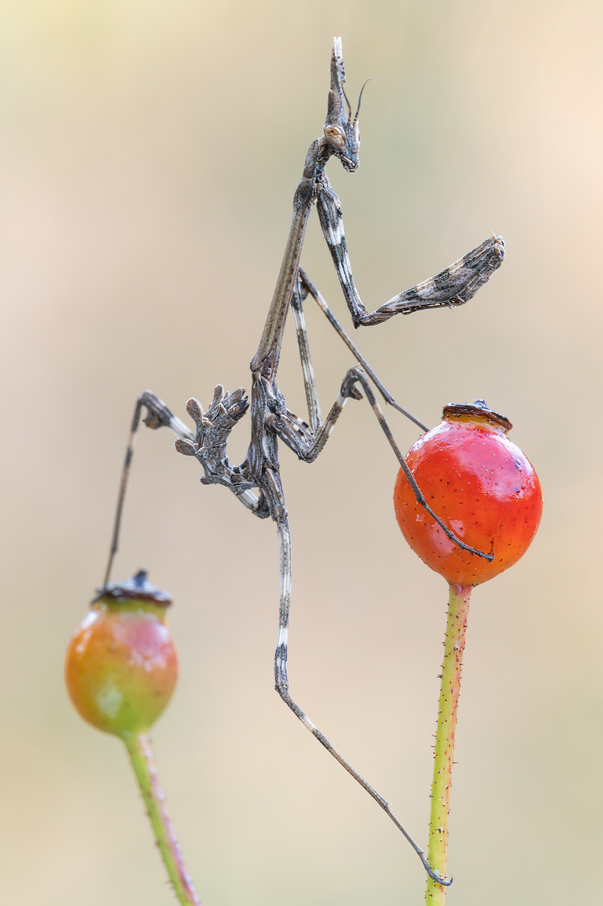 Empusa pennata