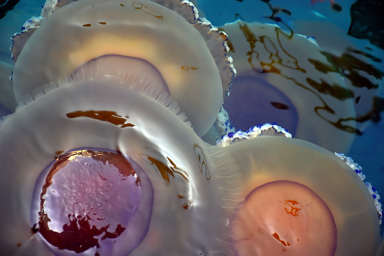 Medusa-ndo
