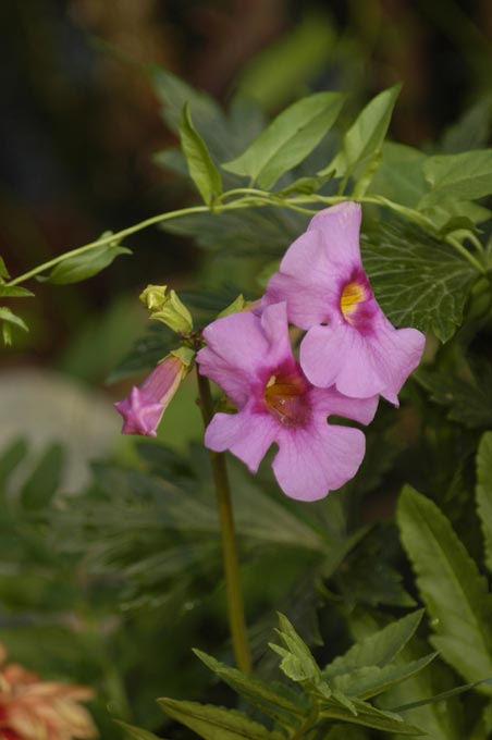fiori 2