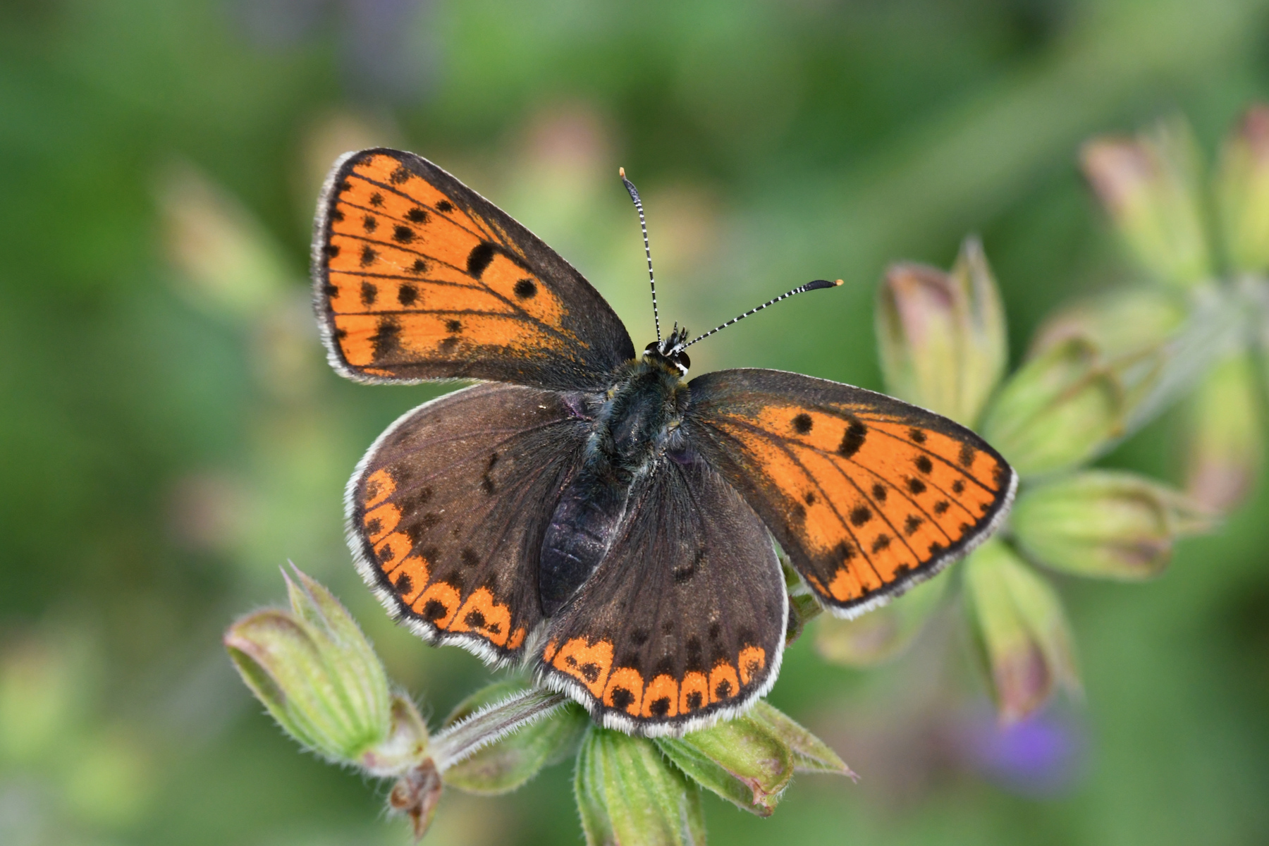 Lycaena tityrus