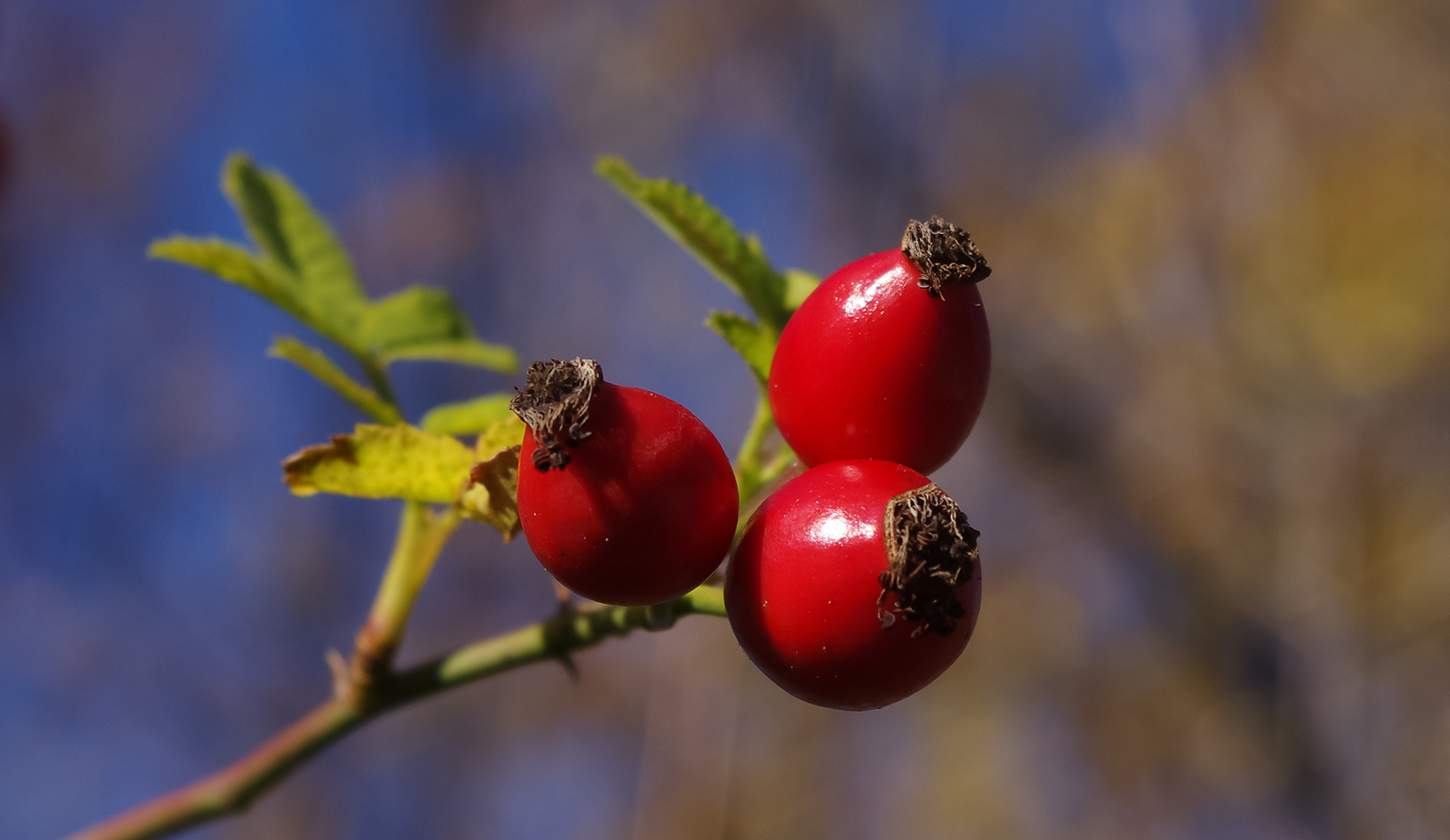 autunno carsico 2