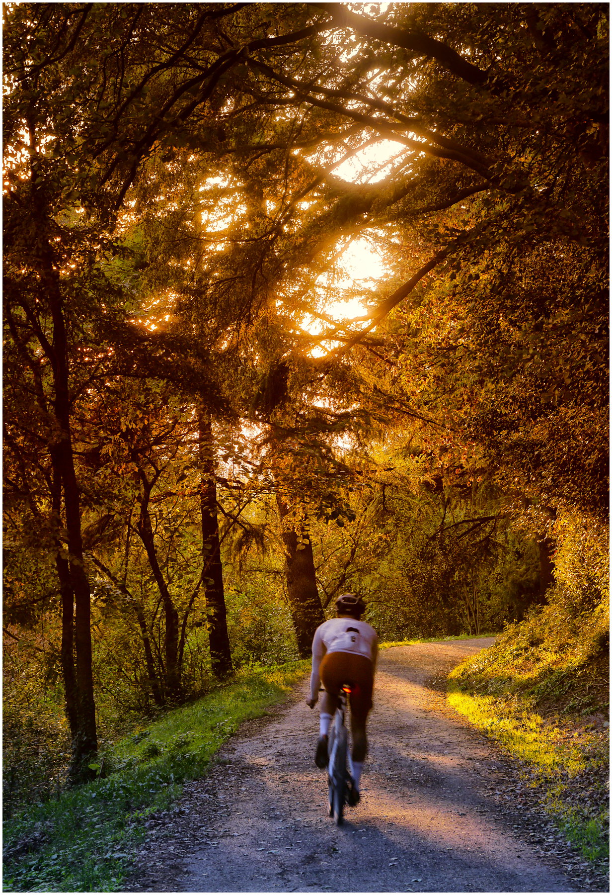 bosco, autunno, sera, bici