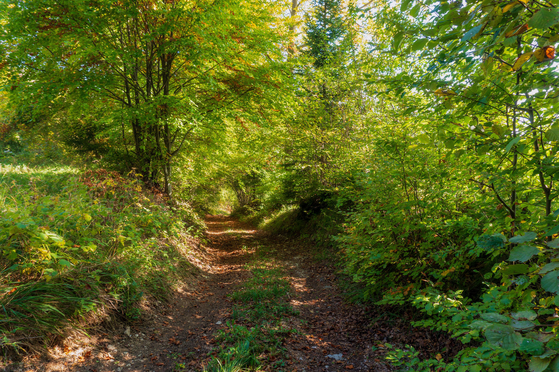 Autunno nel bosco