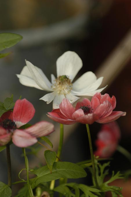 fiori 3