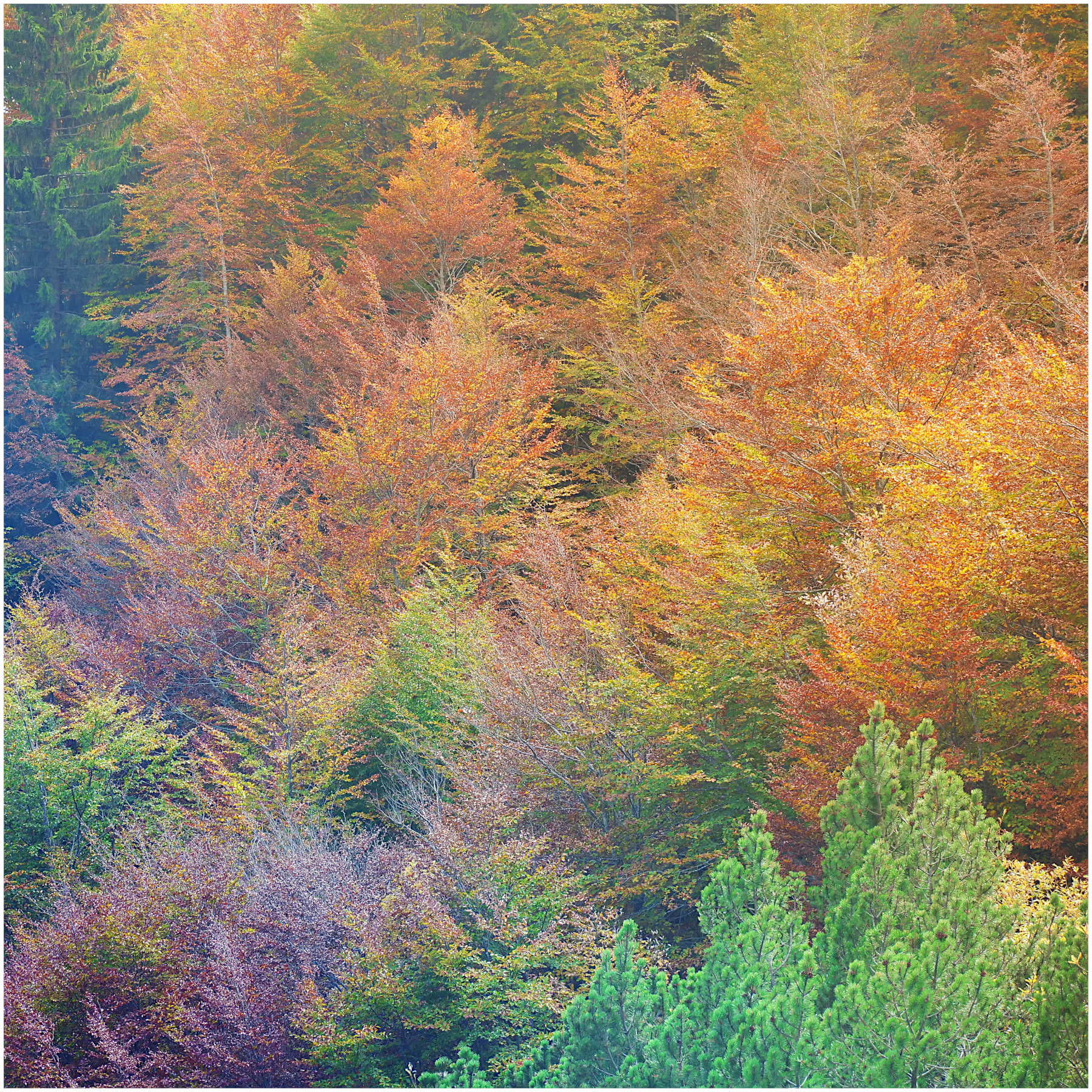 quadro autunnale nel bosco misto