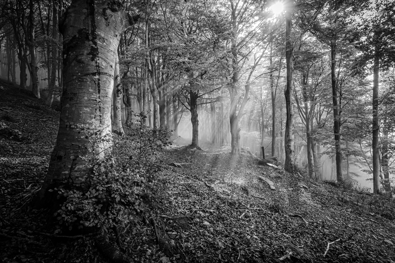 autunno in bn