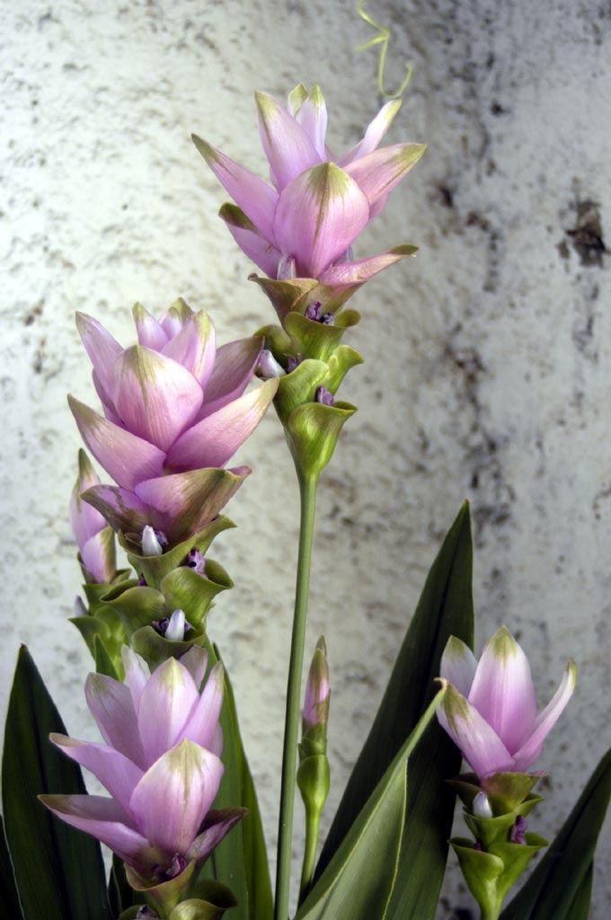 fiori 4