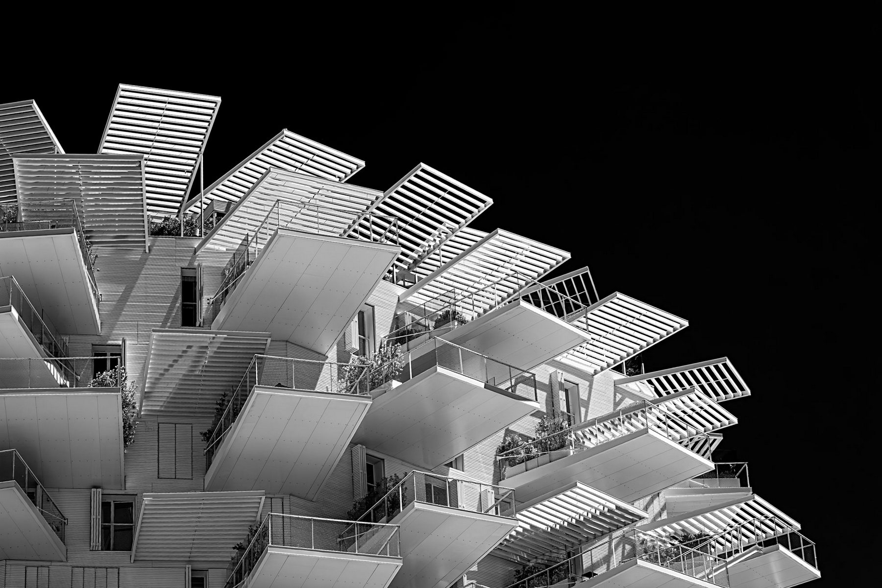Montpellier, L'arbre Blanc