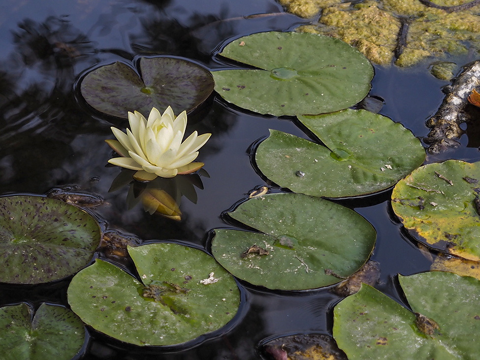Un fiore tante foglie