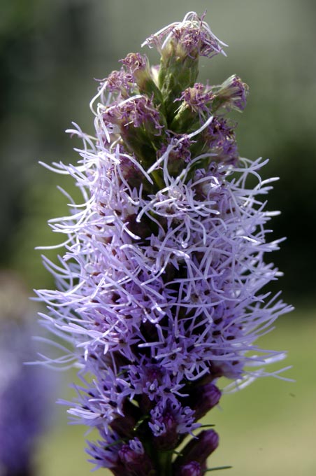 fiori 5