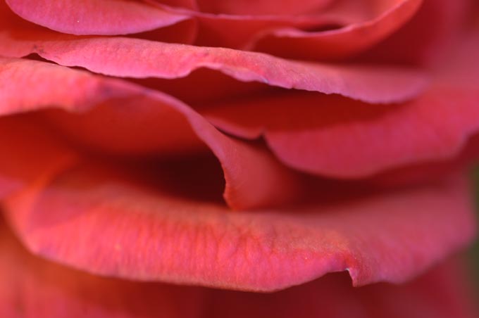 labbra di rose