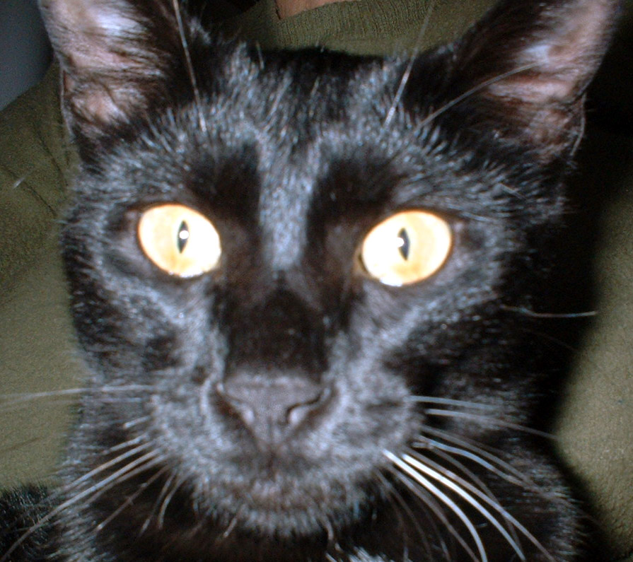 Il mio gatto