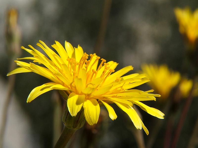 piccolo fiorellino giallo