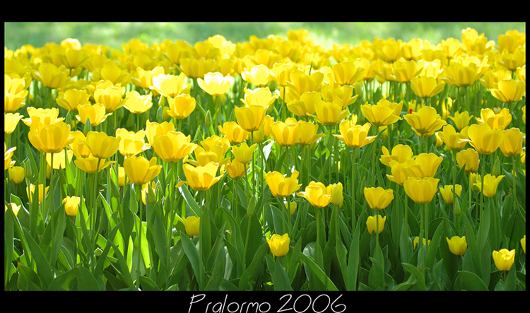 Tulipani