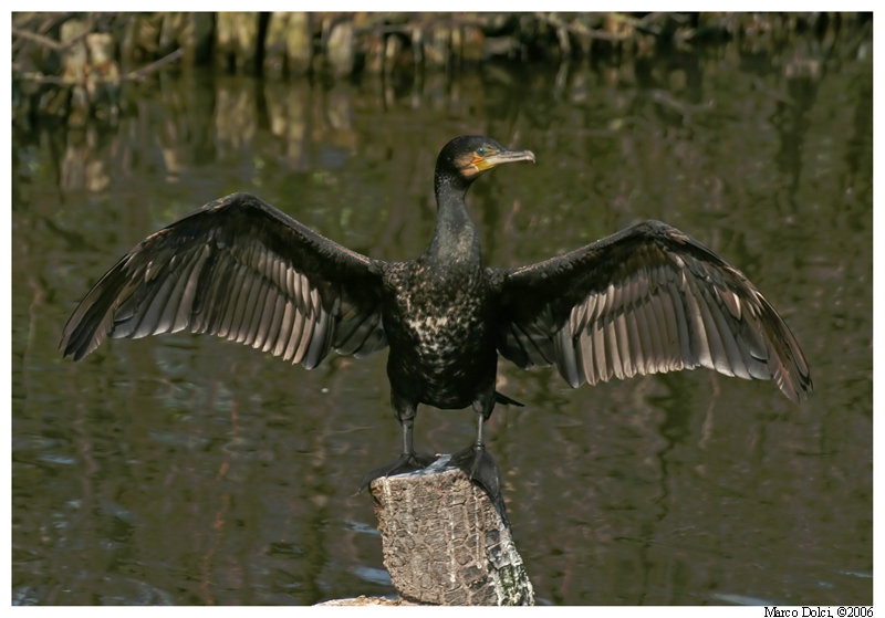 cormorano