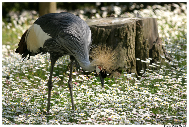 gru coronata
