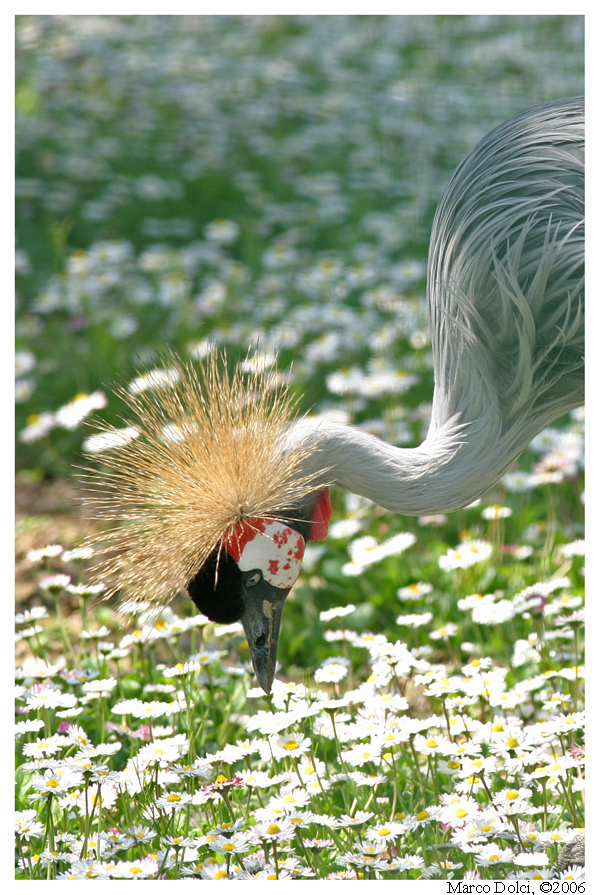 gru coronata 2