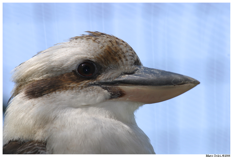 kookaburra