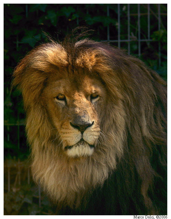 leone
