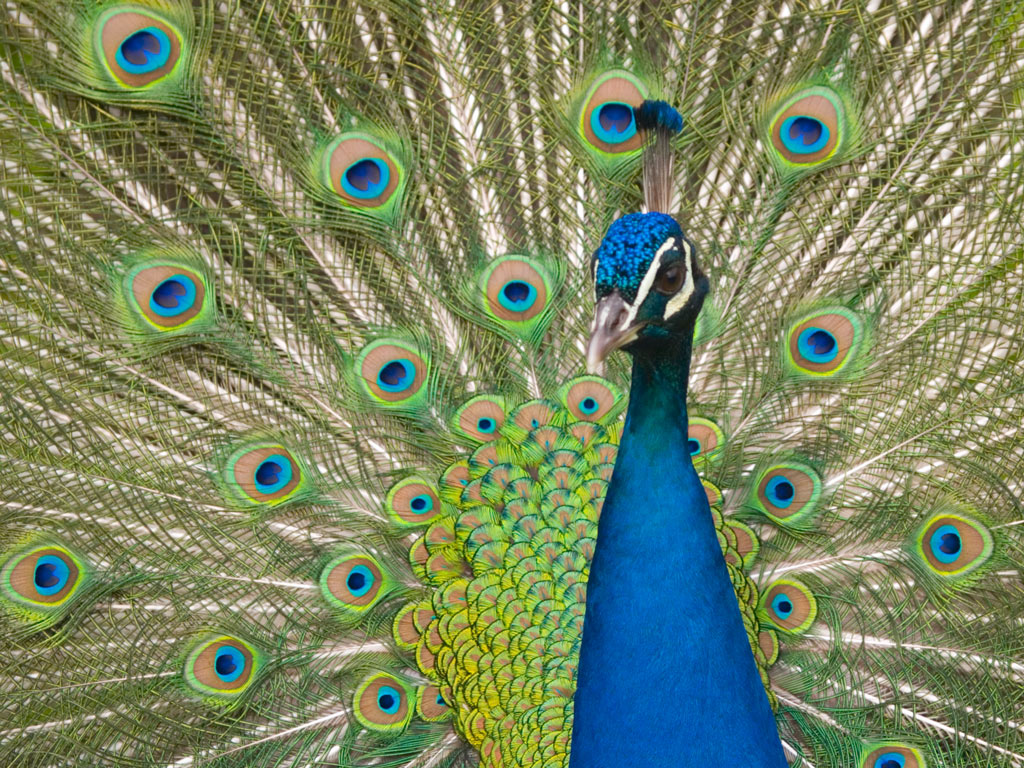 Pavone blu