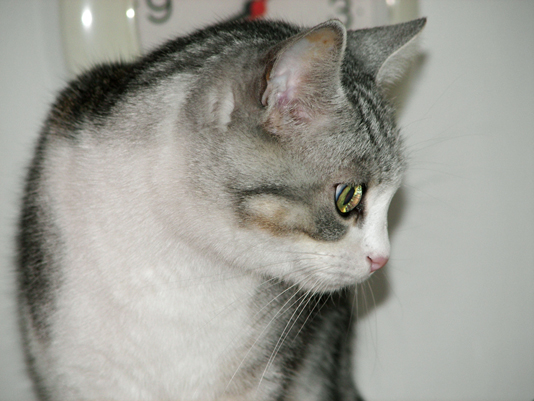 gatto