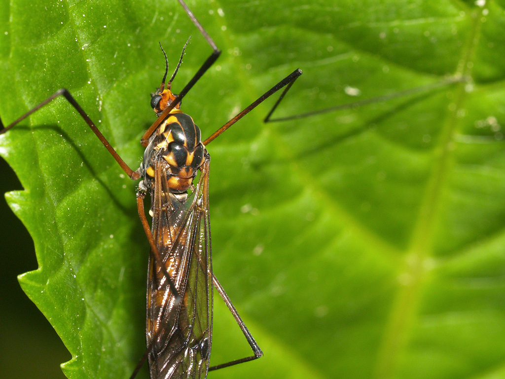 Mosca scorpione femmina 2