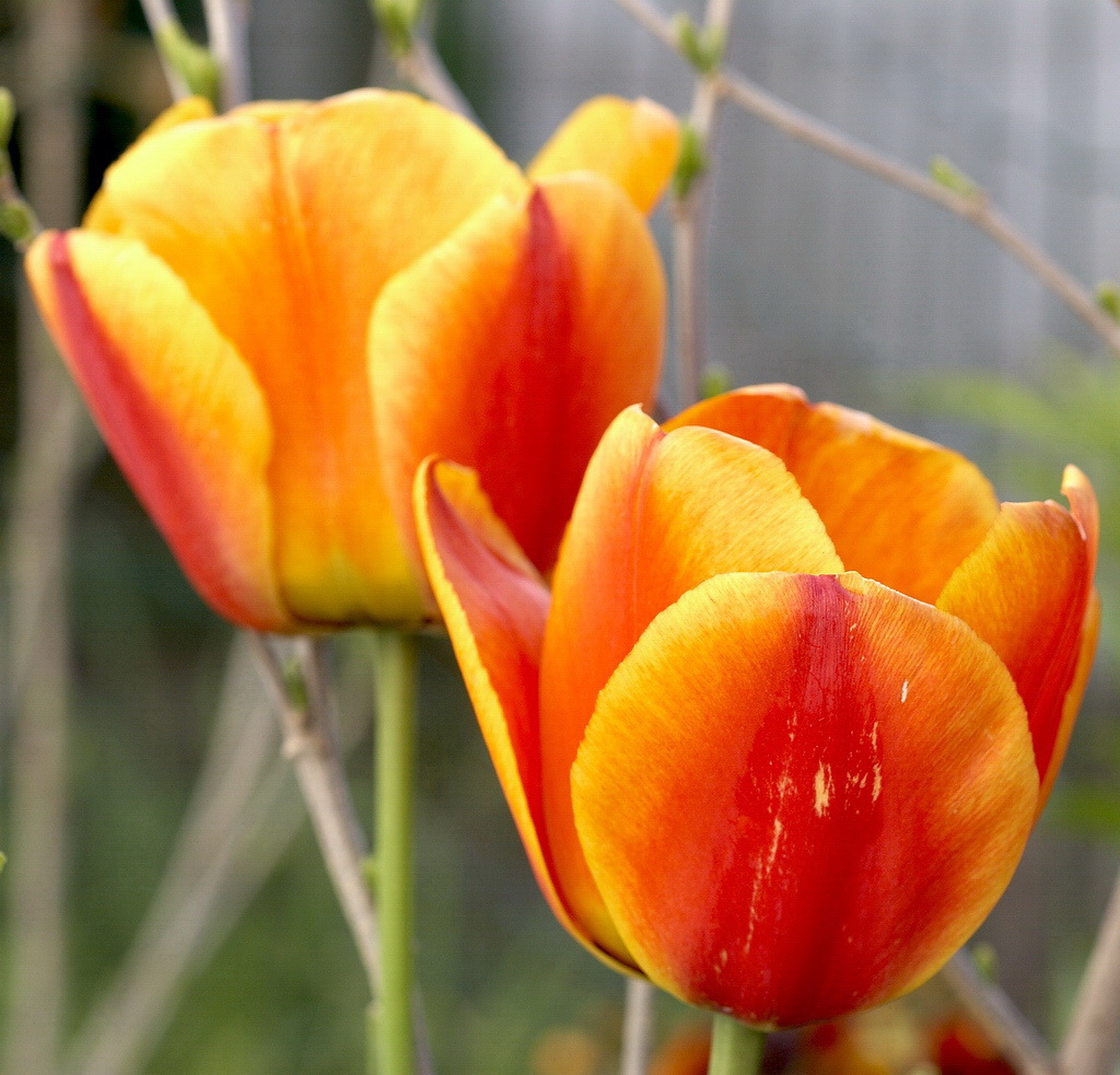 Tulipani