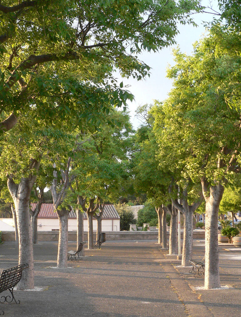 tra gli alberi