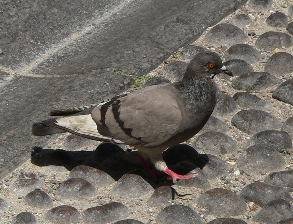 Piccione2