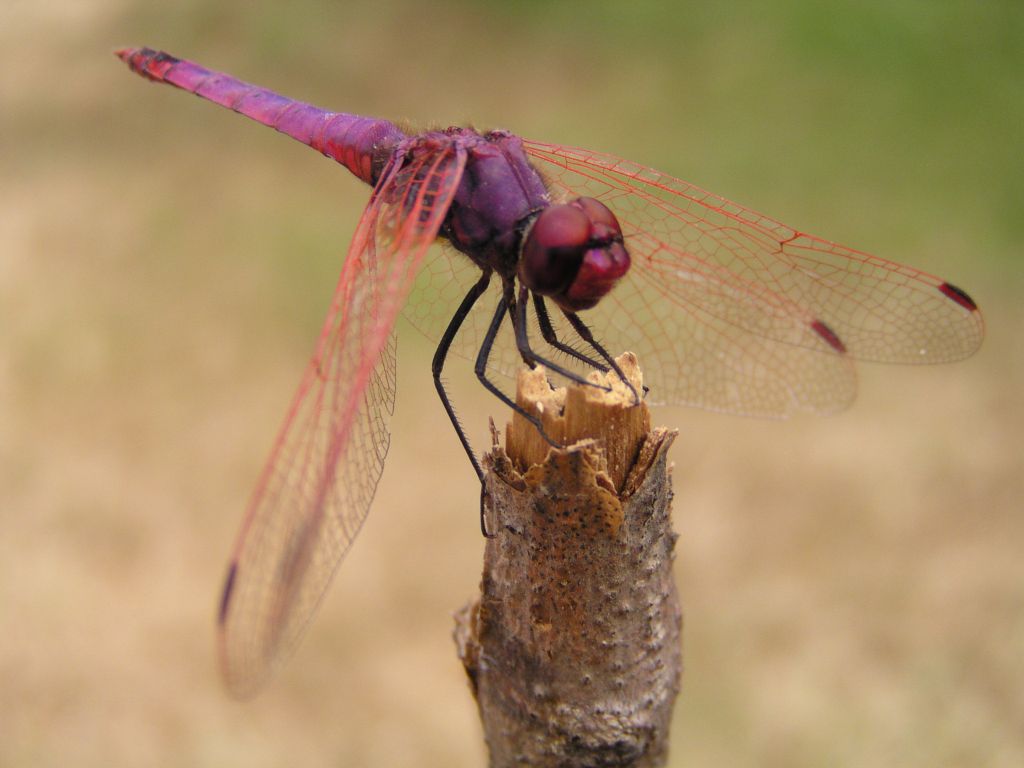 libellula