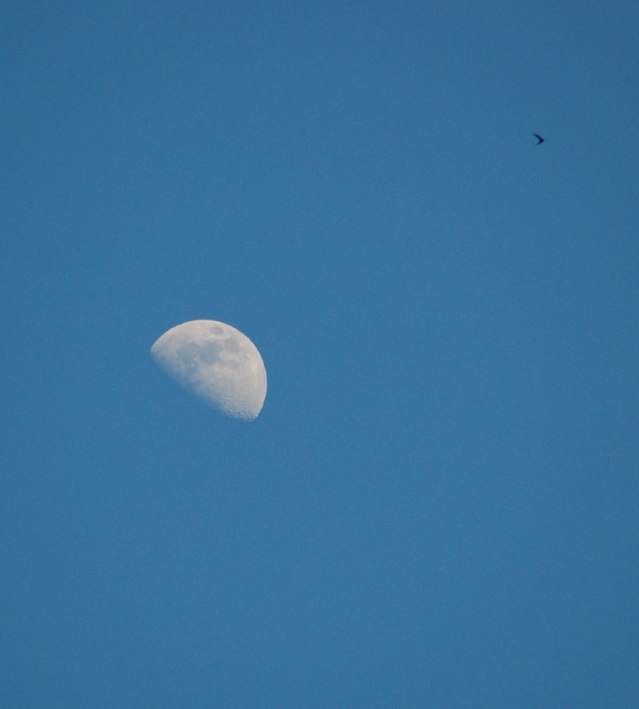 luna e rondine