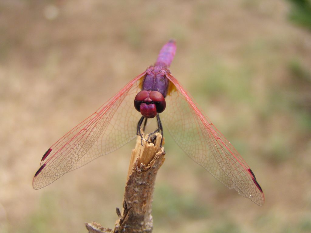 libellula 2