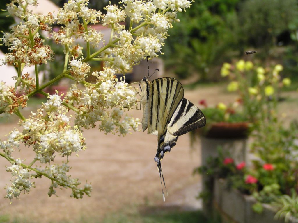 farfalla e mosca