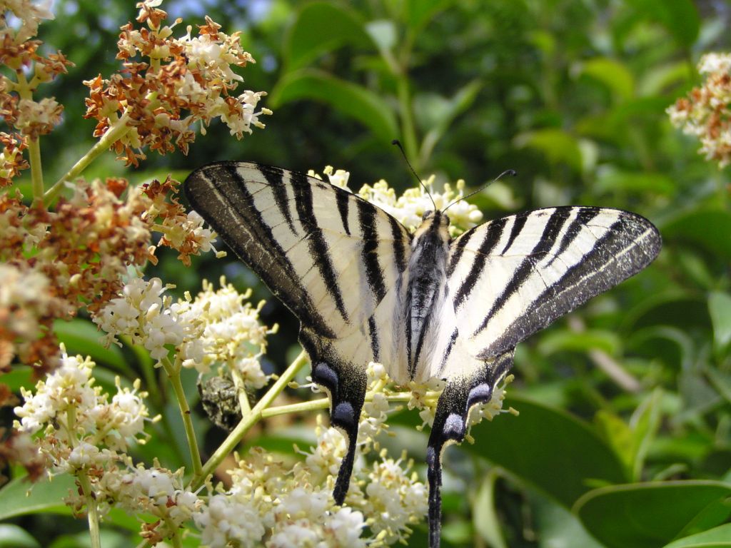 farfalla 2