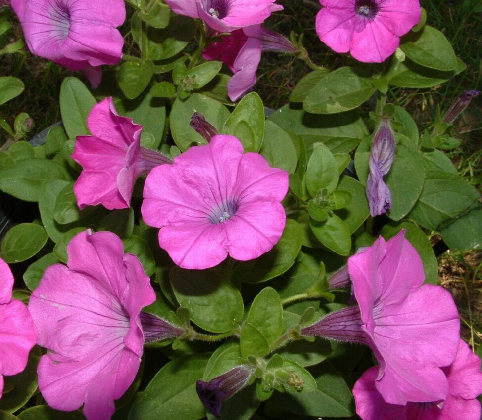Fiori 1