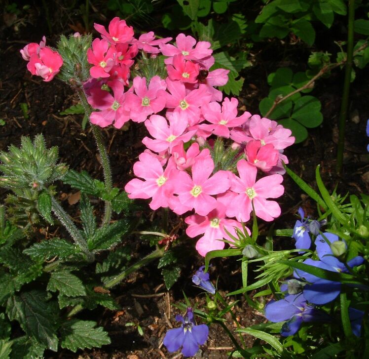 Fiori 2