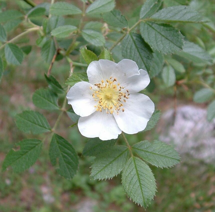 Fiori3