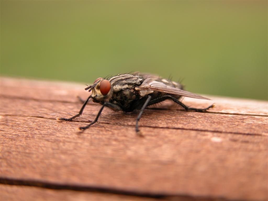 Mosquito