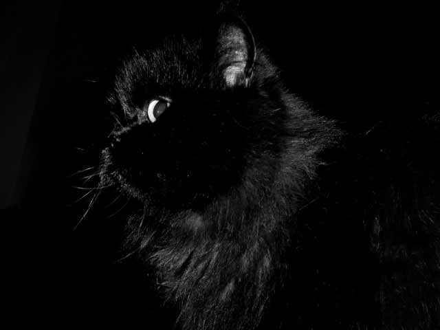 il mio gatto